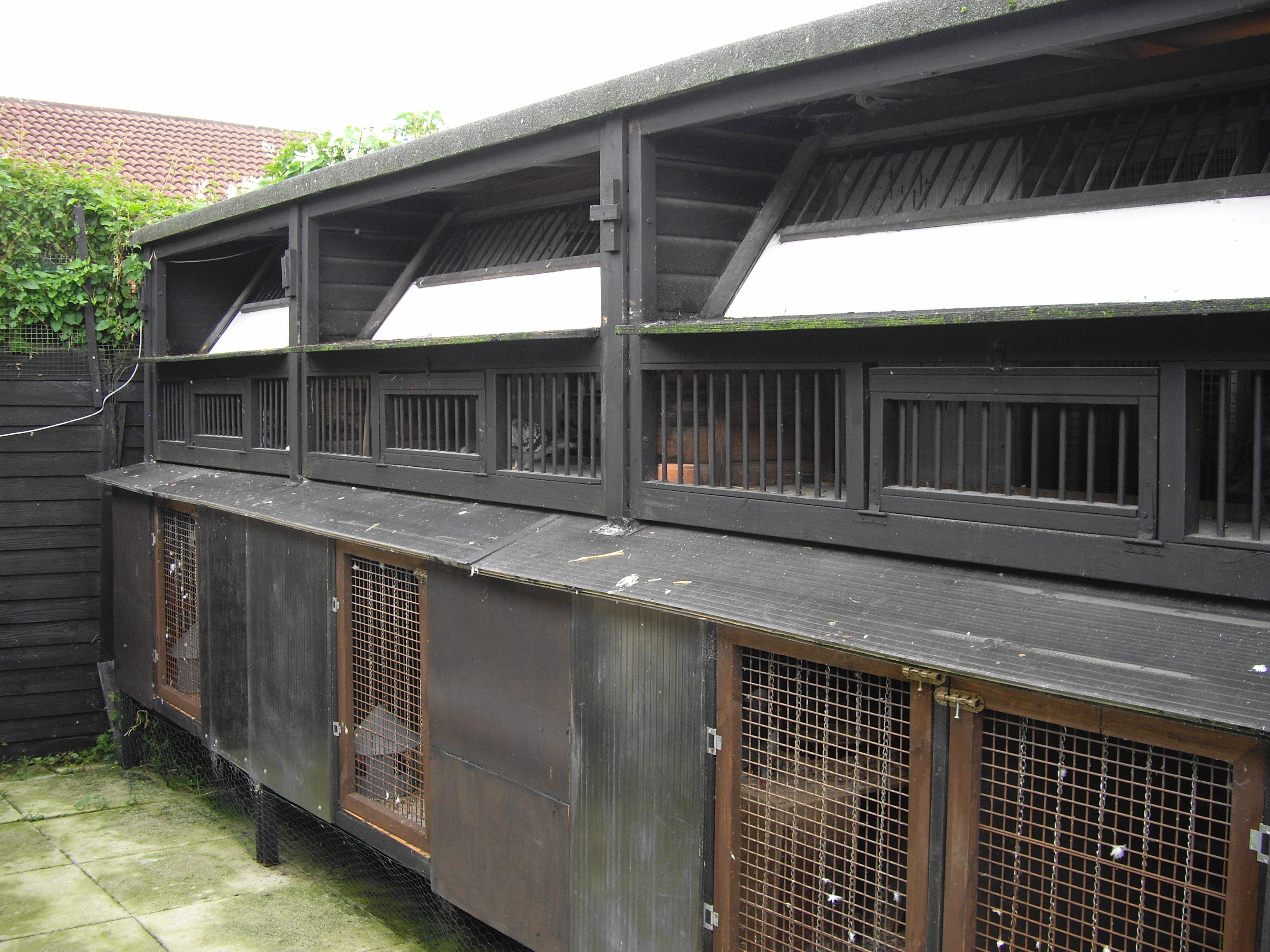 Bobby Brandons Loft note the single breeding pens for stock pairs