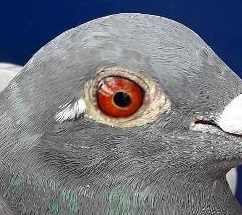Eye of 1st fed Hexham