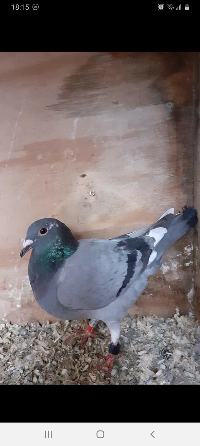buckleybirdmass
