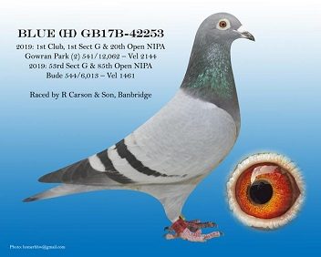 carsonbird