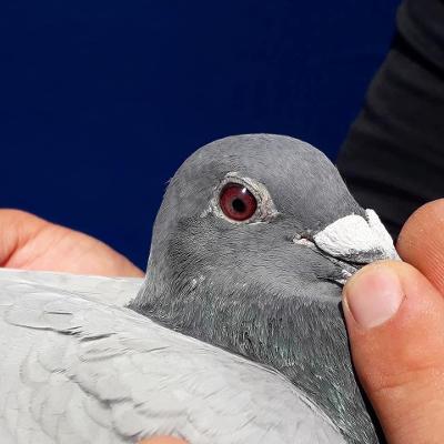eye of 2nd Open