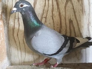 graham watkins first bird