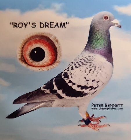 roys dream