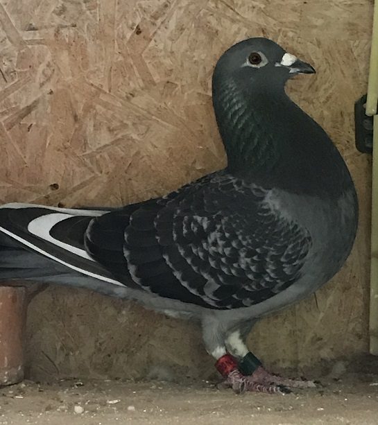 tagells pigeon