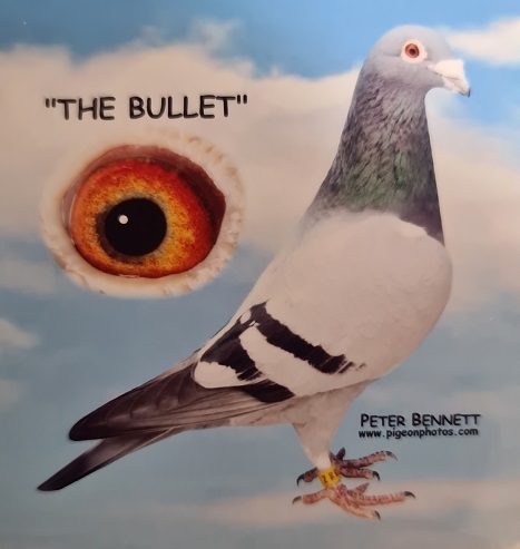 the bullet