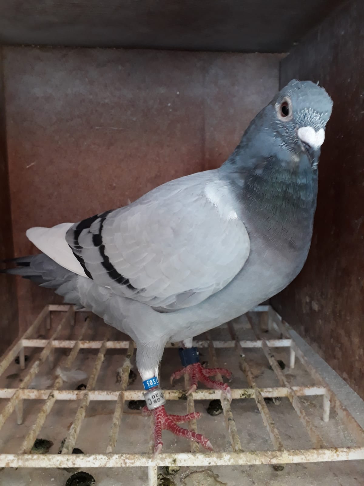 Alan Meachams Van Den Bulck hen
