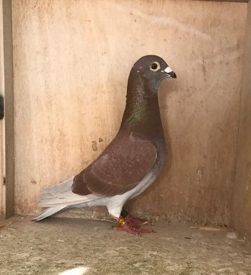 Photo 3 2nd combine bird