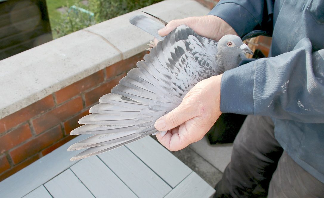 The wing of Chris Knowles winning pigeon fastest pigeon from all 3 racesJPG