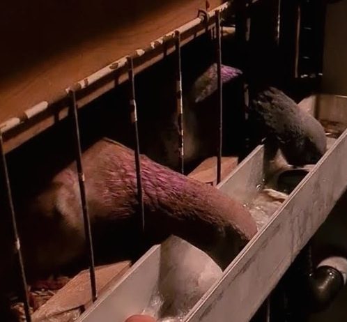 Young Birds at the drinker taking a drinkjpg