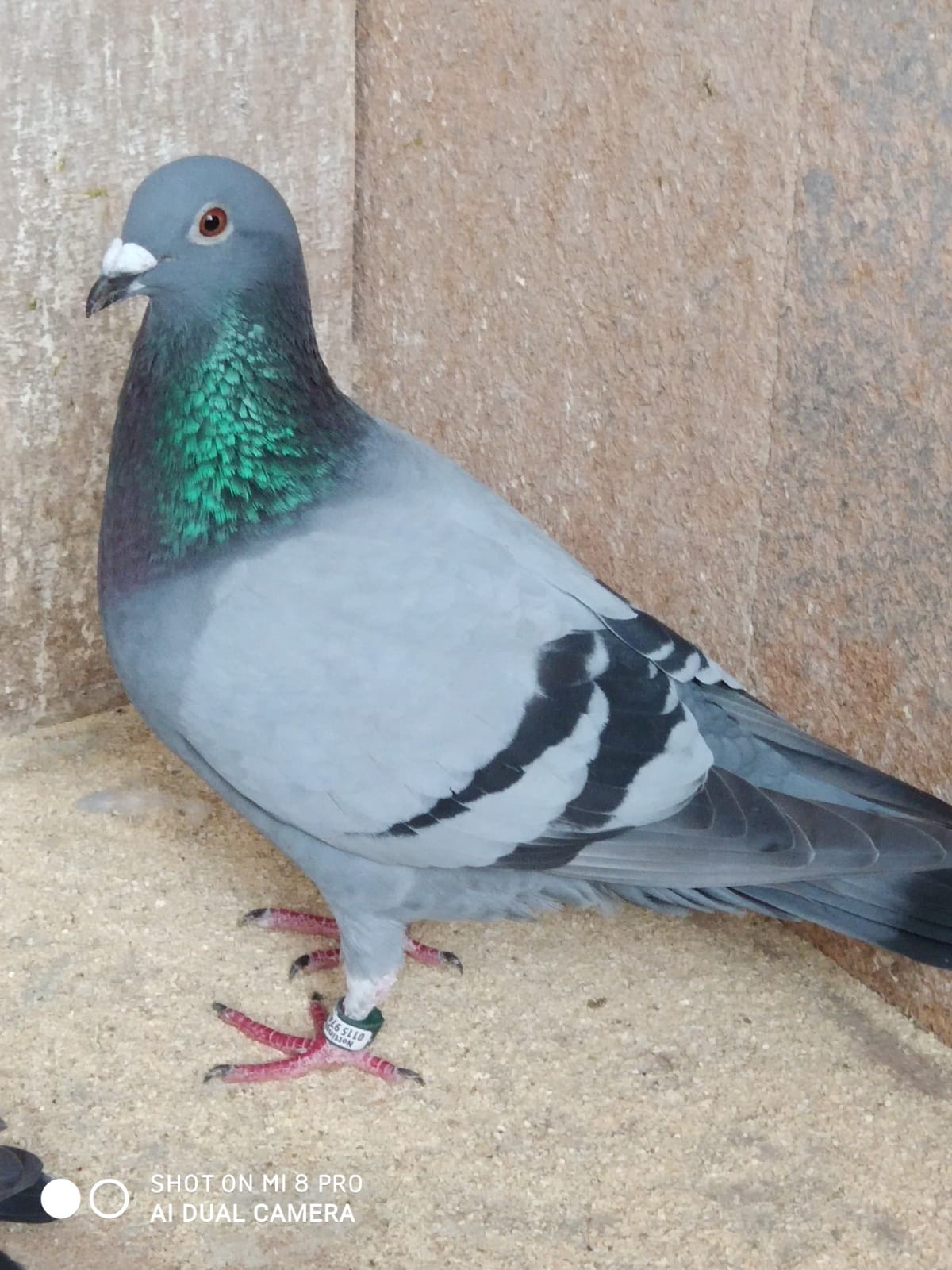 1st Fed the Norris Cock