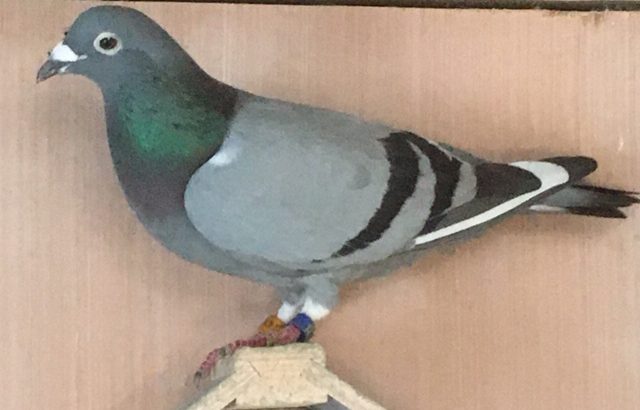 Belge Hen 2 22 10 20