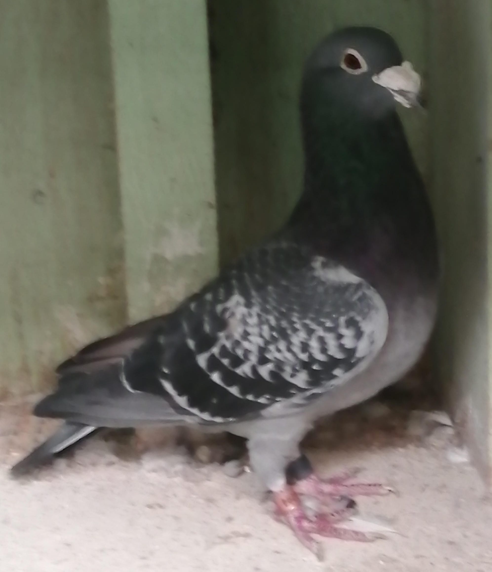 Hamish Chec Cock see text