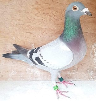 parkebird 1