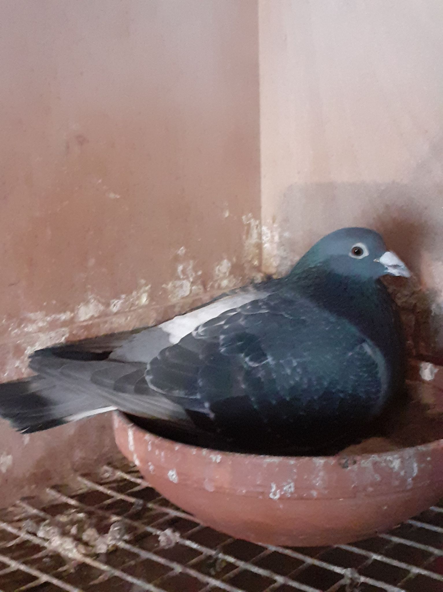 blackmagicNoCock
