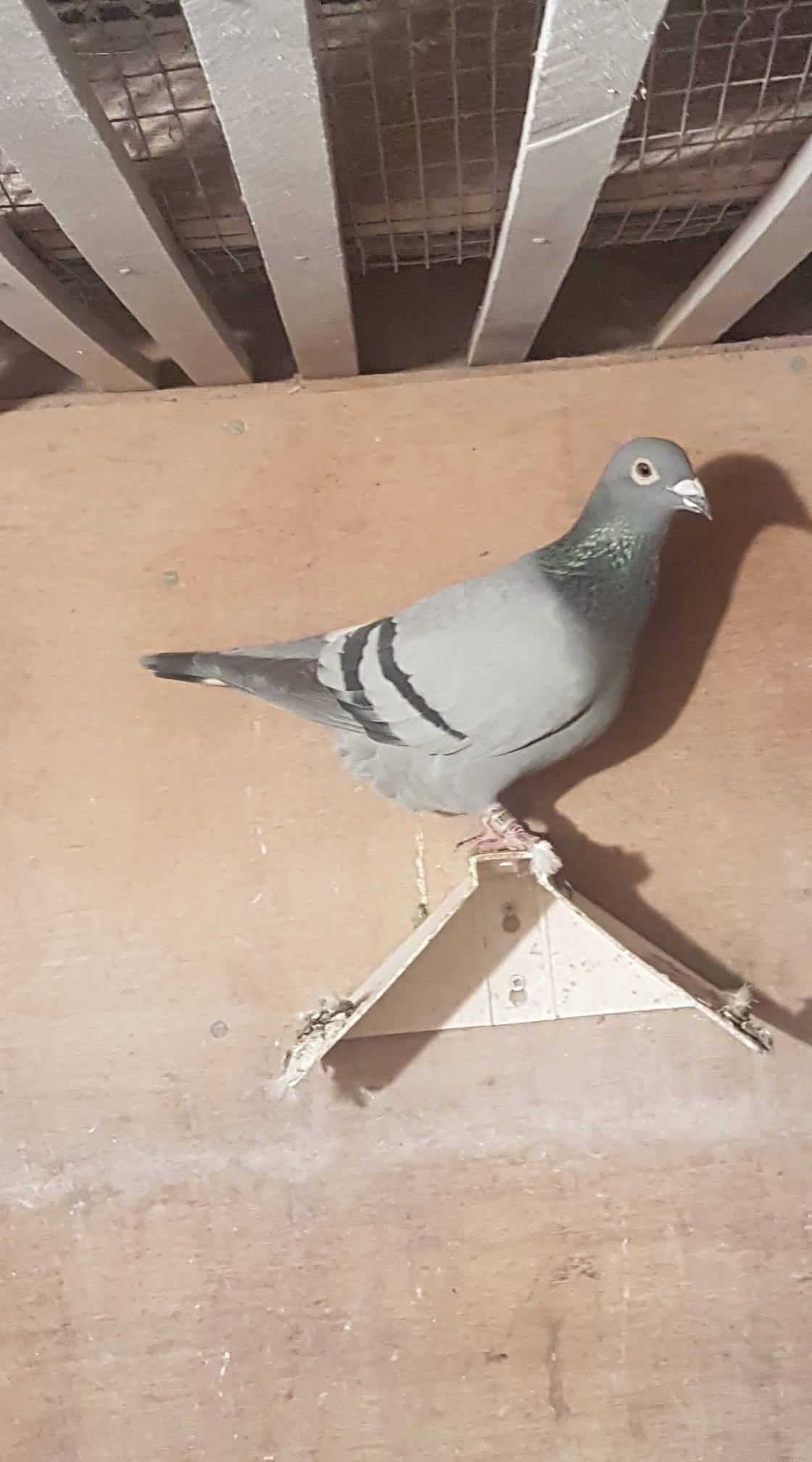 blueladyNo1Hen