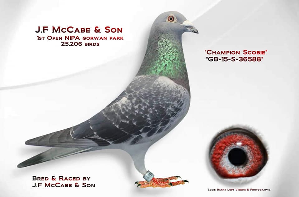 mccabechscobie