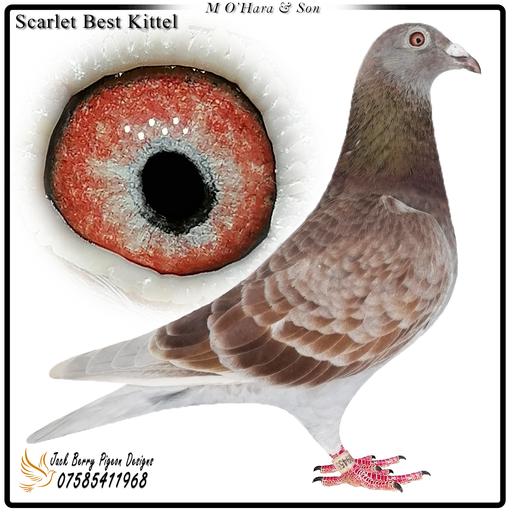 M O'Hara & Son Stock Birds