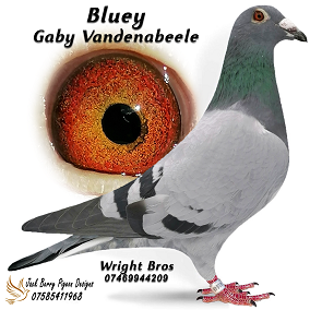 Bluey