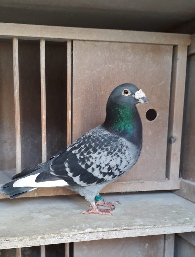 Photo 4 1st open NCFC Saintes only bird on the day 2014 25 01 21