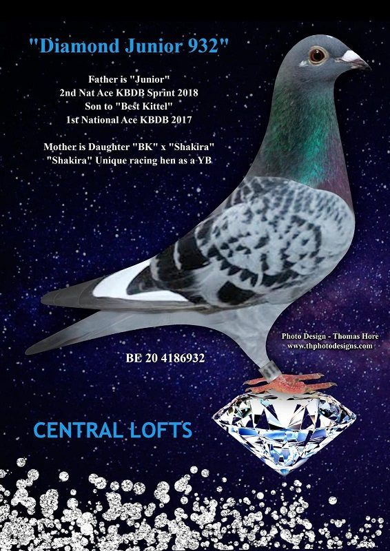 Photos of 4 top class pigeons