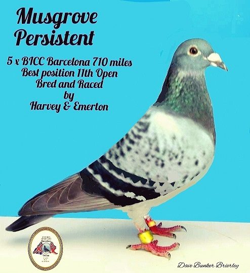 Musgrove Persistent by Jim Emerton 07-06-21
