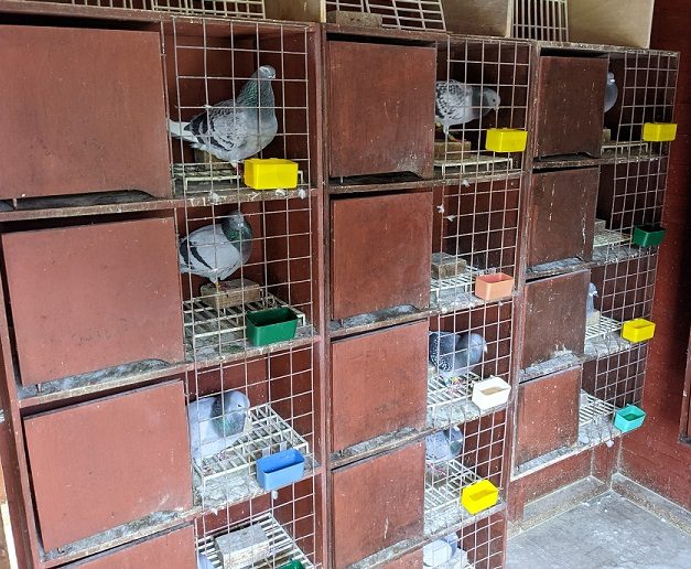 mick mellor w hens boxes 12 07 21