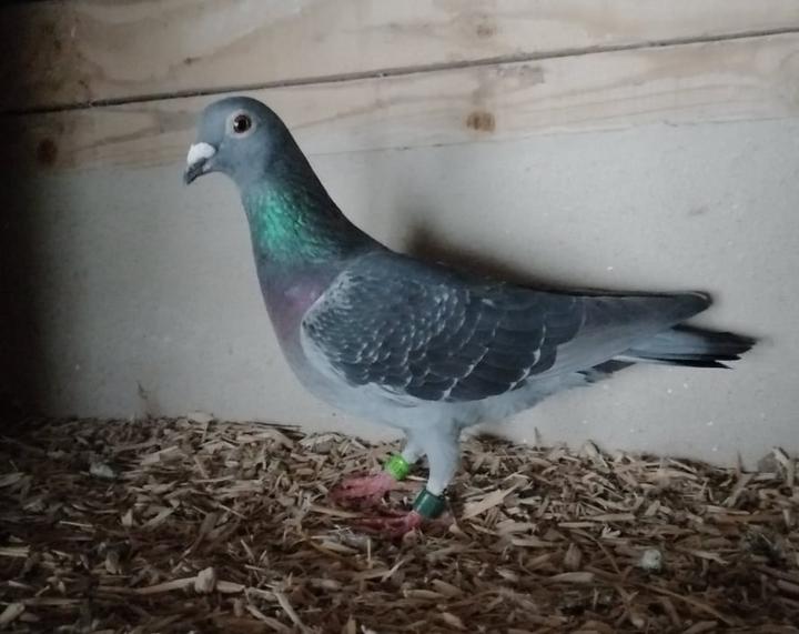 lambertbird IN 03 08 21