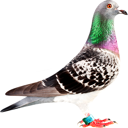 pigeon