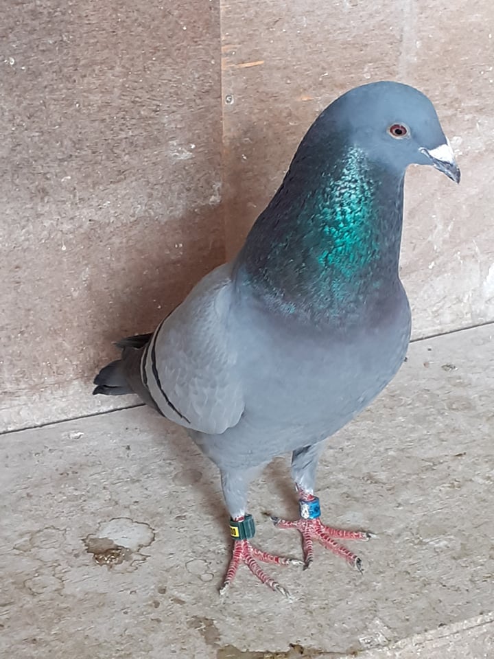 Allister Bird 12 10 21