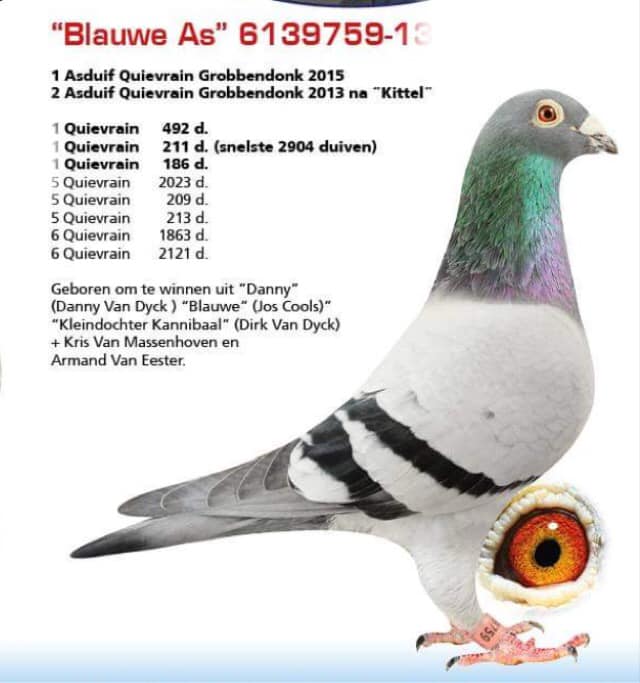 blauwe as 12 10 21