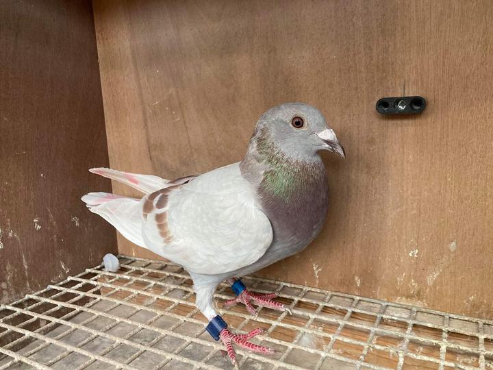 boothmanhen1st yb 12 10 21