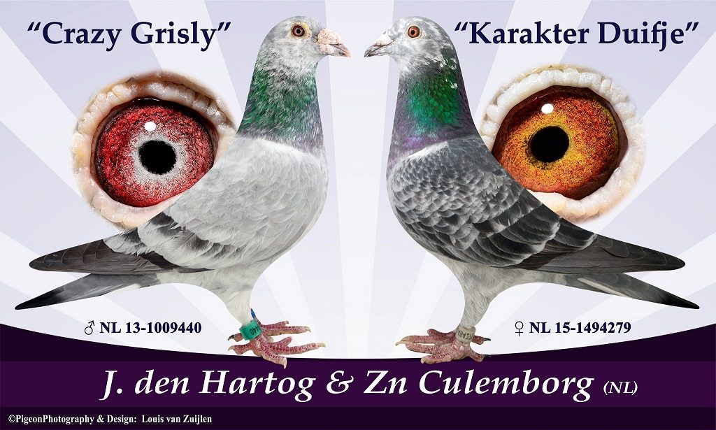 crazy griz and karakter duifje
