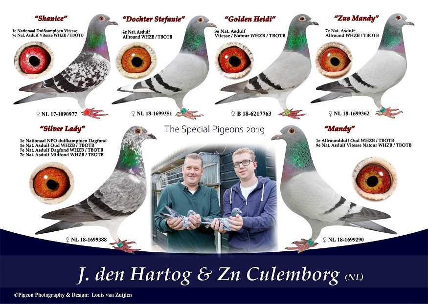 montage hartog