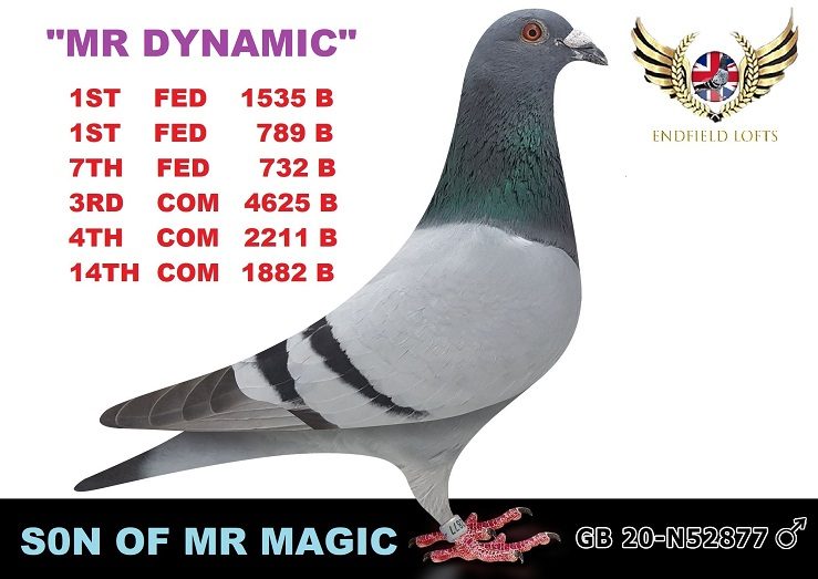 mr dynamic