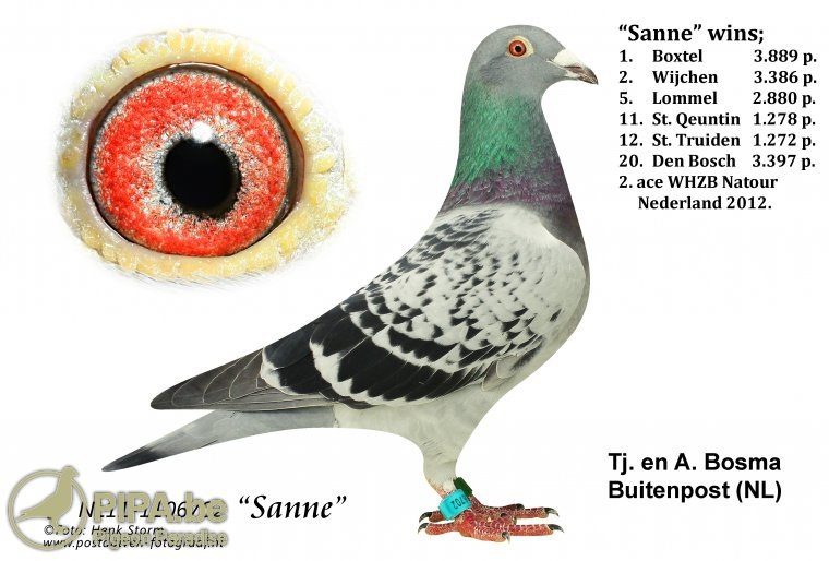 sanne