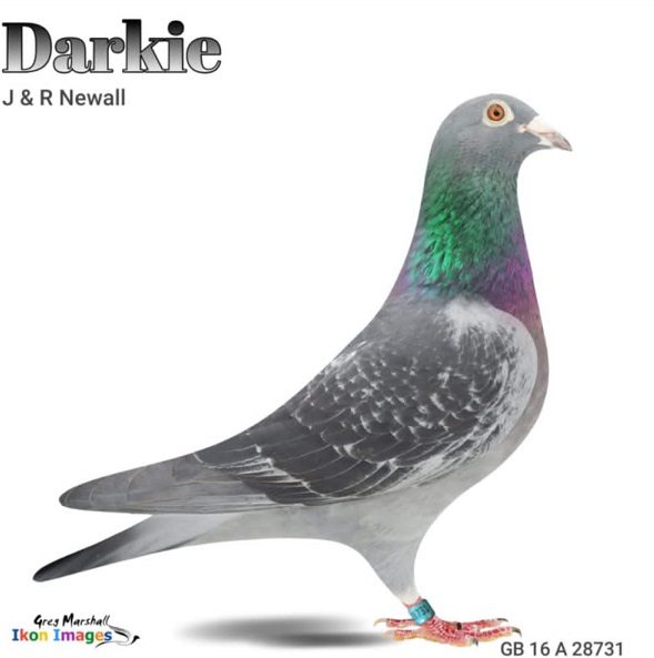 darkie 16 12 21