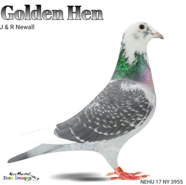 golden hen 16 12 21
