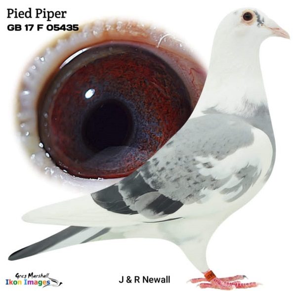 pied piper 16 12 21
