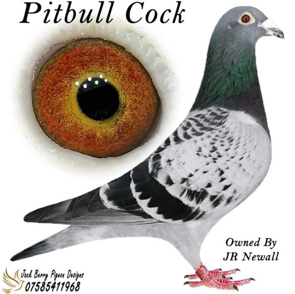 pitbull cock 16 12 21