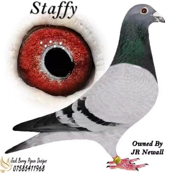 staffy 16 12 21