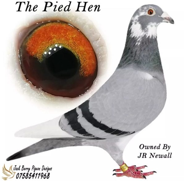 the pied hen 16 12 21