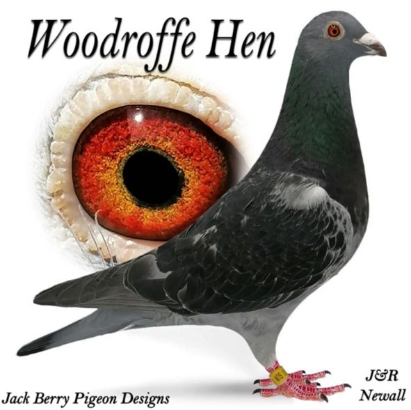 woodroffe hen 16 12 21