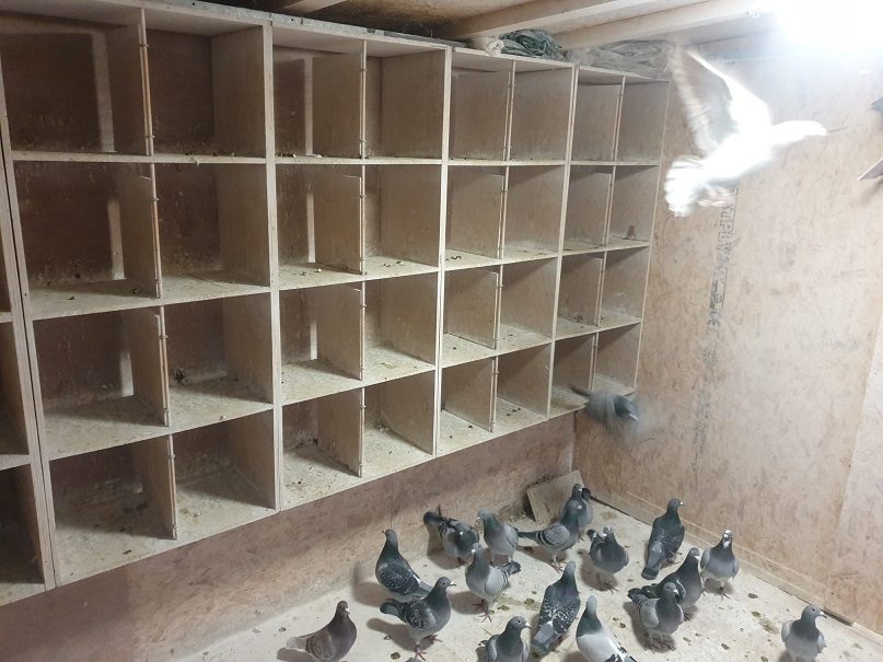 yb loft without nest boxes 16 12 21