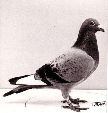From The Chair: Geoff Kirkland - A Real Pigeon Man by Chris Williams