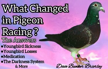 What changed in pigeon racing? - Dave Bunker Brierley
