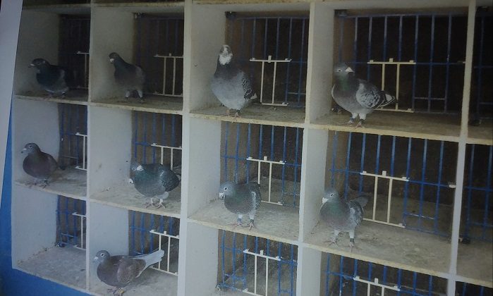 Some of Trevors cocks for 2023 28 11 22