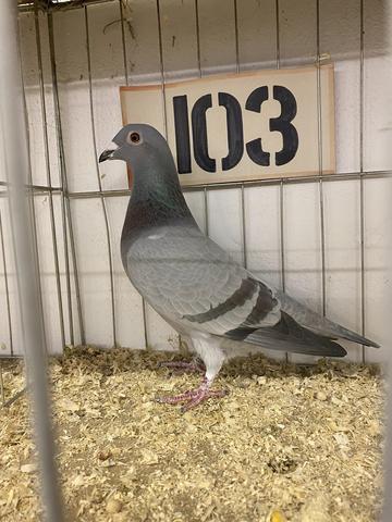 simmo bird BIS 21 12 22