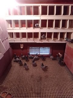 Inside one of Young Bird Sections 18 01 23