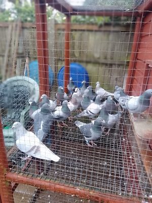 Stock Cocks 18 01 23