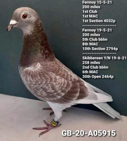paddy bird corrin 23 01 23